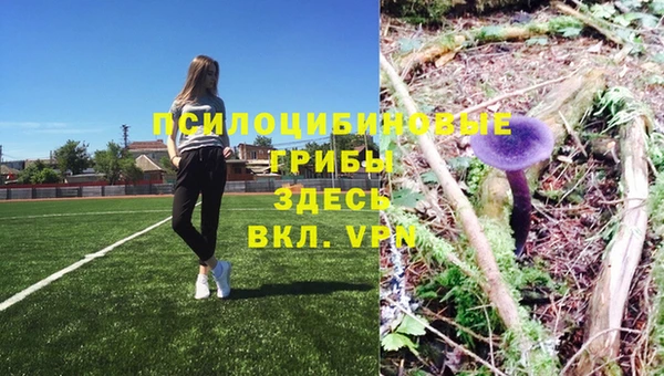 PSILOCYBIN Белокуриха